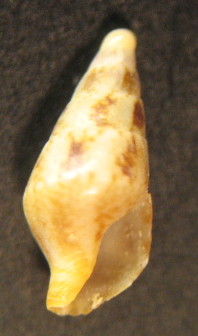 Mitrella cfr. scripta juv.